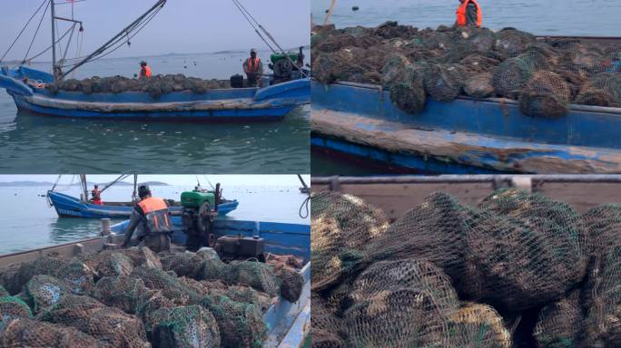 乳山牡蛎收获渔船满载