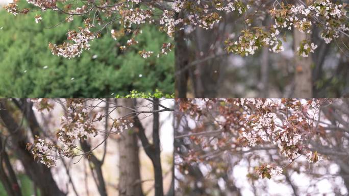 樱花 花瓣飘落 花朵 樱花樱花花枝花枝