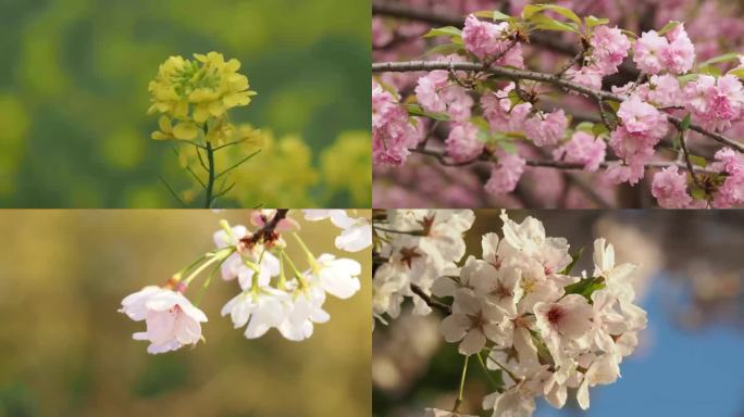 春天的各种花的特写油菜花樱花海棠花