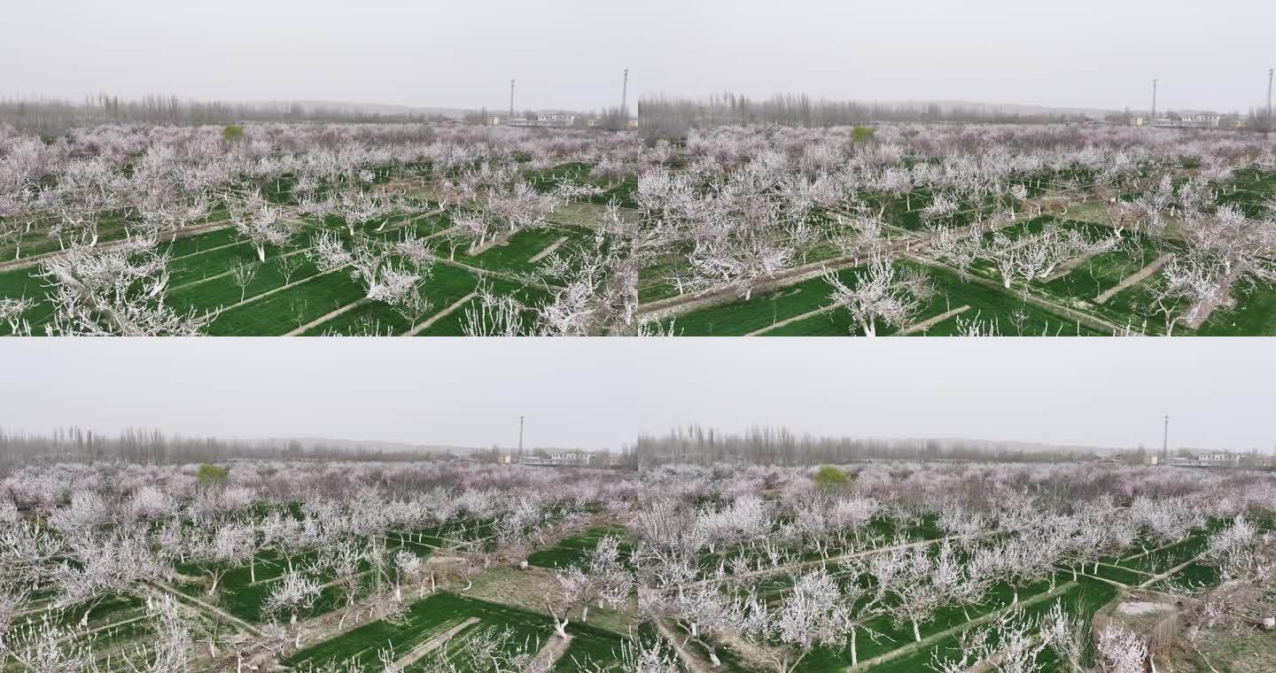 中国第一大杏园英吉沙县15万亩杏花林花海