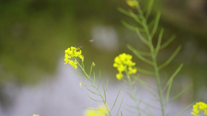 花与草