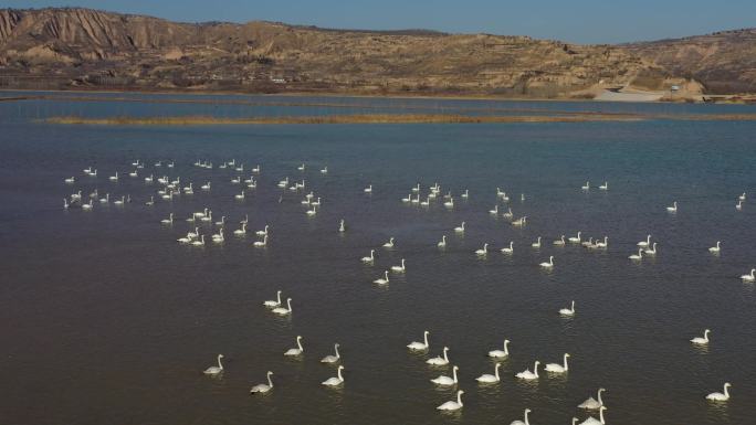 黄河河南三门峡湖里的天鹅成群的飞鸟