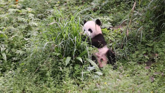重庆动物园的熊猫幼崽莽小五吃草