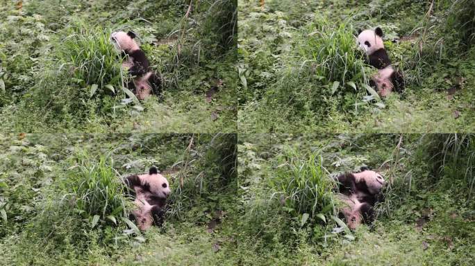 重庆动物园的熊猫幼崽莽小五吃草