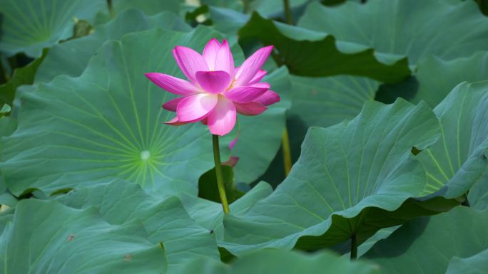 高清4k夏日荷花荷叶莲蓬唯美素材