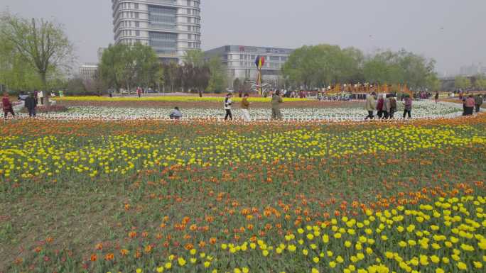 郁金香花海解锁中国滨州站