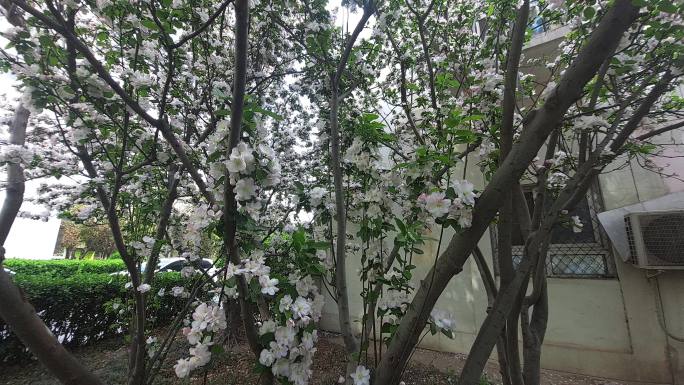 海棠花怒放春光明媚鲜花盛开满树粉白4K