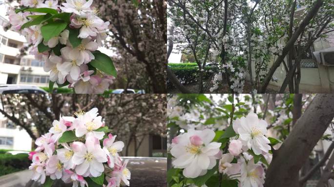 海棠花怒放春光明媚鲜花盛开满树粉白4K