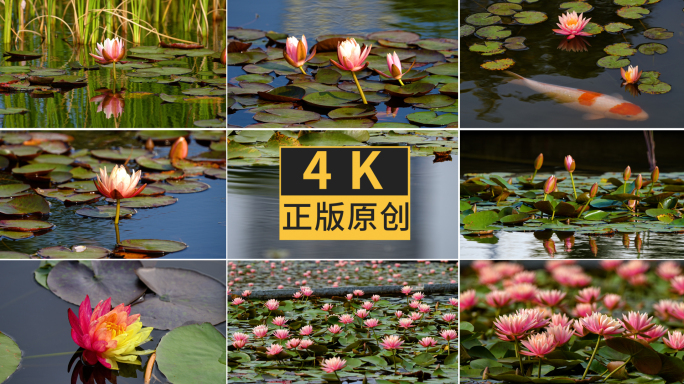 公园池塘盛开的睡莲和游玩人群4K