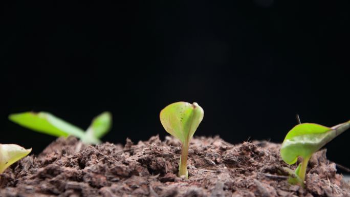 鱼腥草折耳根生长发芽延时