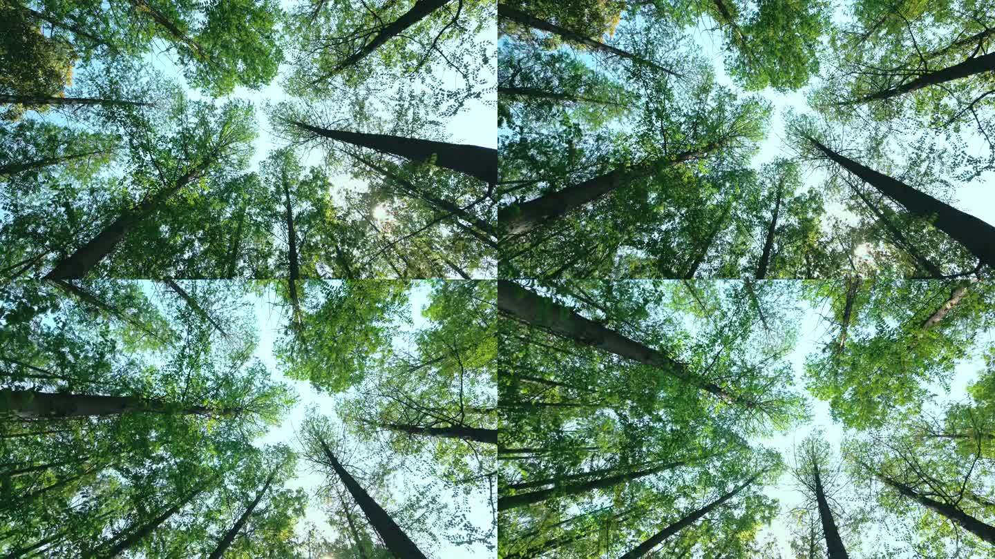 垂直向上拍摄松树林