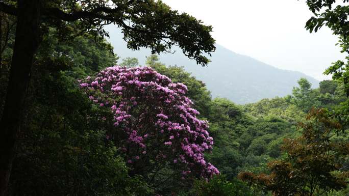 2024年深圳梧桐山杜鹃花