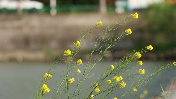 春日油菜花随风飘动