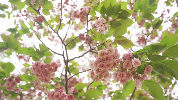 唯美 春天樱花 盛开 粉色 风车
