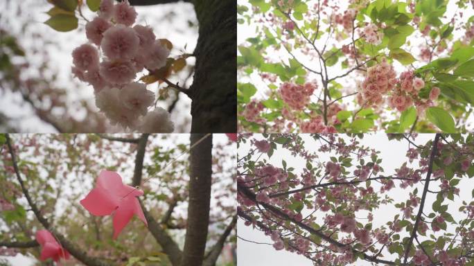 唯美 春天樱花 盛开 粉色 风车