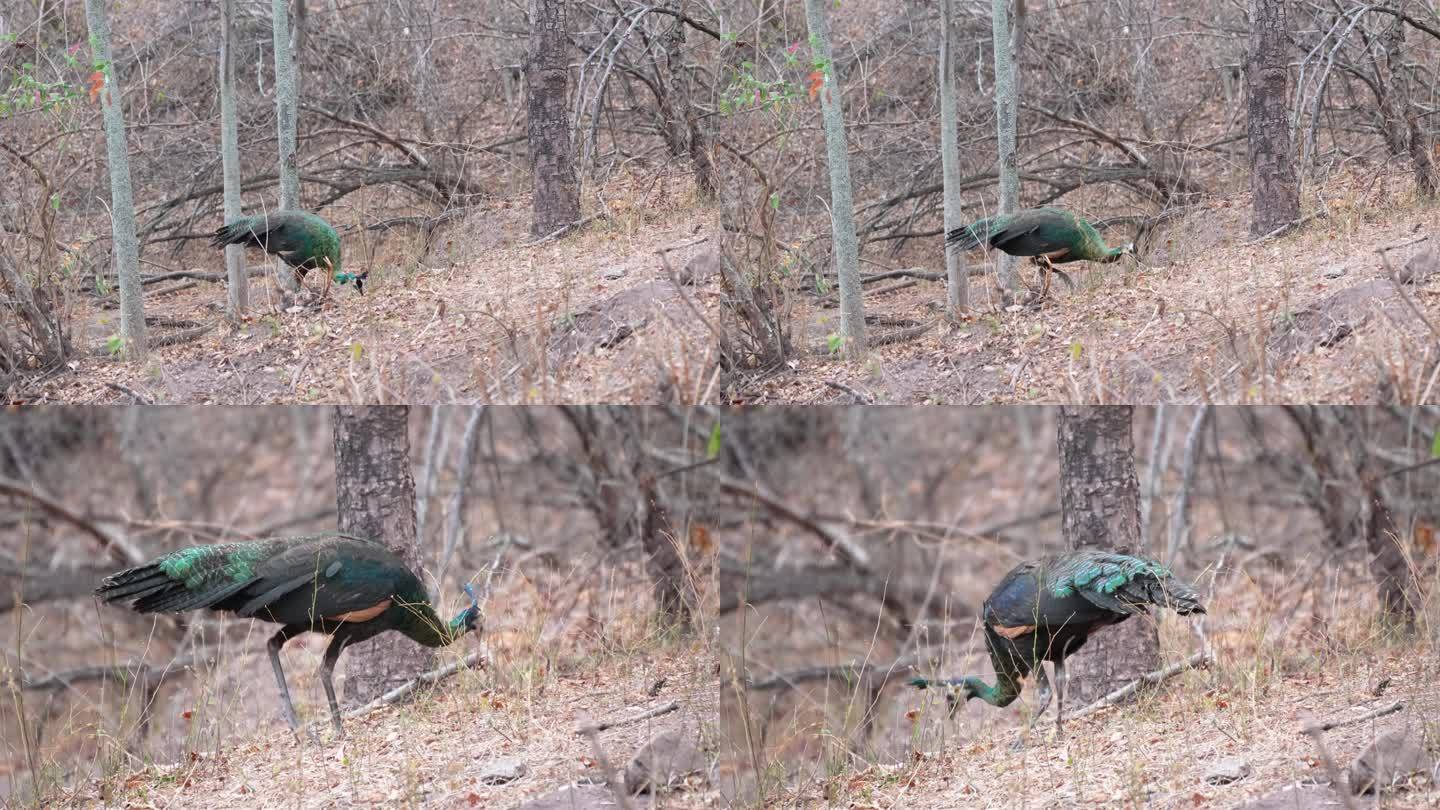 国内野生绿孔雀，绿孔雀在树林里觅食