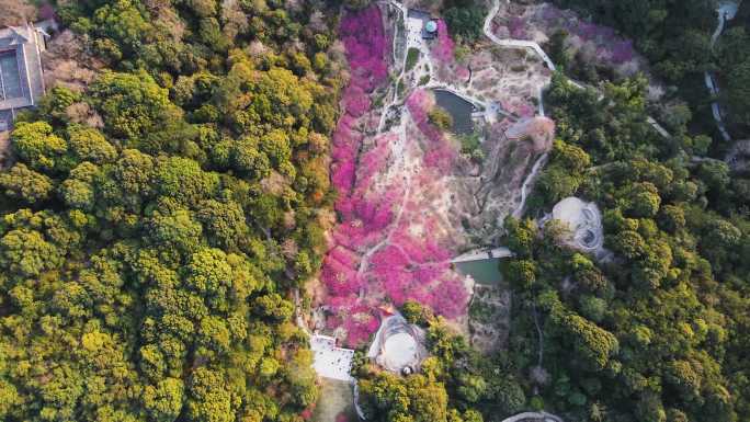 福州鼓山梅里航拍 梅园樱花