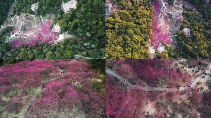 福州鼓山梅里航拍 梅园樱花