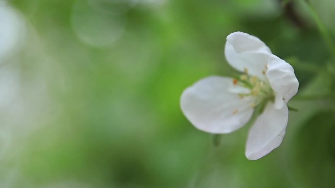 花 春天 希望 绿意 生机盎然 实拍特写