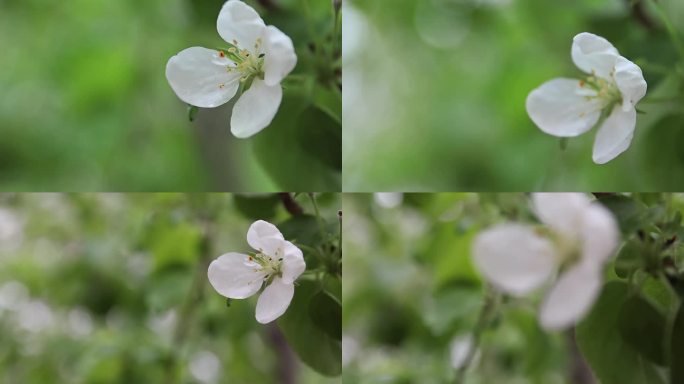 花 春天 希望 绿意 生机盎然 实拍特写