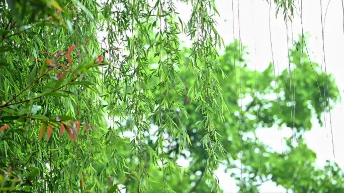 春天谷雨清明立夏雨景雨中特写