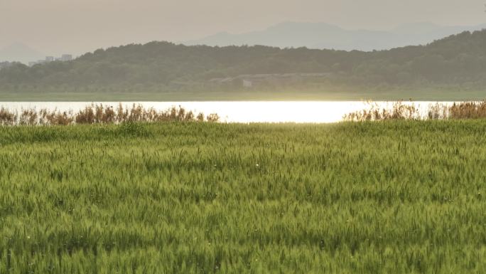 麦田麦地湖面水面夕阳芦苇金色波光唯美安静