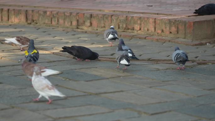 尼泊尔蓝毗尼摩耶寺+鸽子