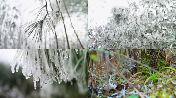 冬天冬季冬至松树松针凝冻结冻结冰融化掉落