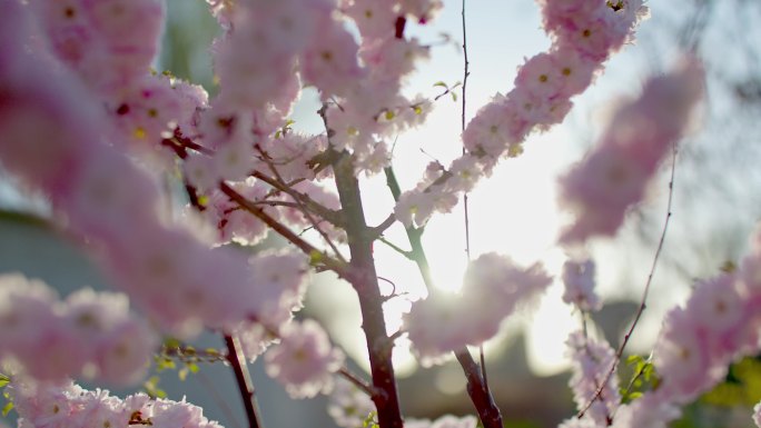 春天逆光桃花朵盛开特写实拍