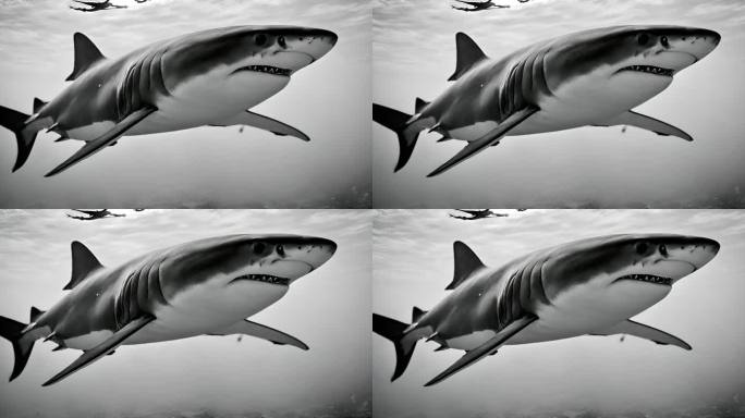 虎鲨游动