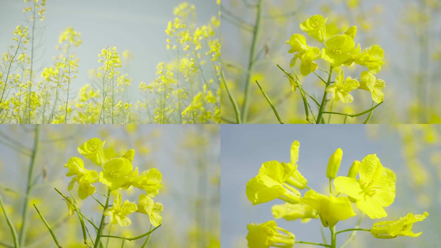 春天 阳光 油菜花