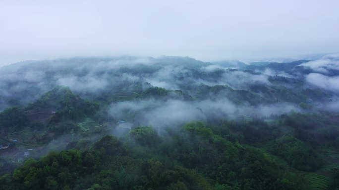 云雾 绿色 大山 森林 雾气