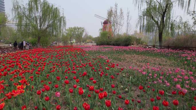 郁金香花海解锁中国滨州站