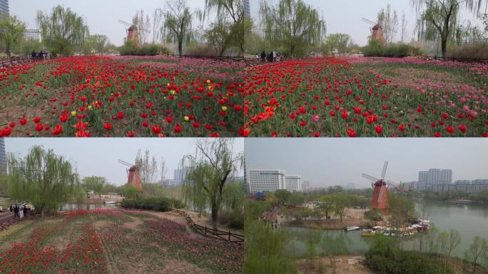 郁金香花海解锁中国滨州站