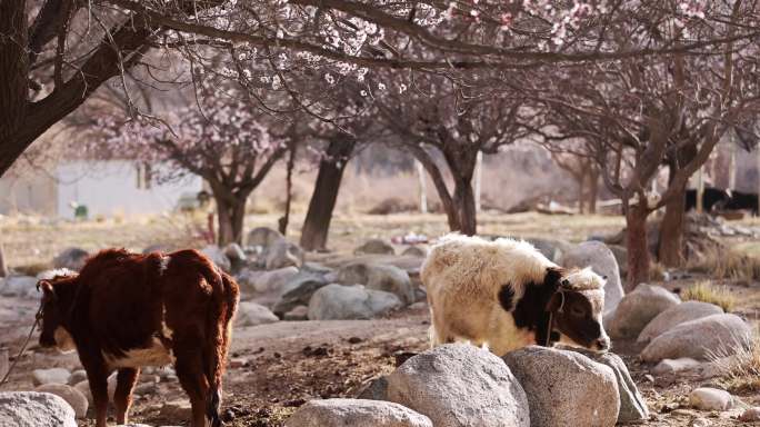 清晨农场里杏花树下的牛惬意舒适
