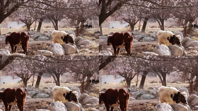 清晨农场里杏花树下的牛惬意舒适
