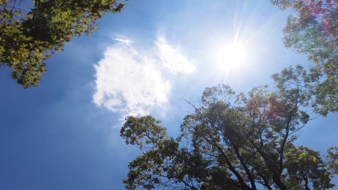 夏天阳光穿过树林唯美空镜头视频素材