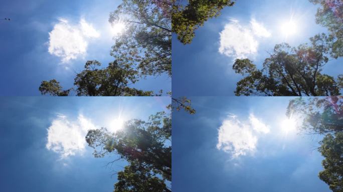 夏天阳光穿过树林唯美空镜头视频素材