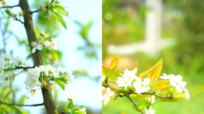 春天桃花梨花油菜花