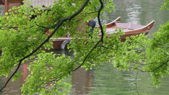 公园乌篷游船：湖畔穿梭的诗意画卷