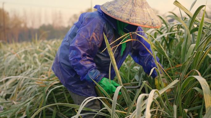 清晨茭农在采摘茭白