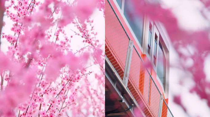 春天桃花梅花花海列车
