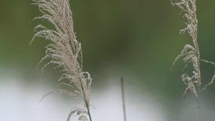 芦苇在风中轻轻吹动