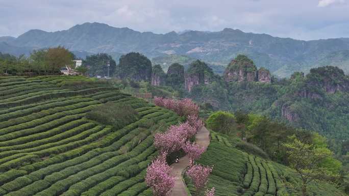 浙江绍兴新昌万亩茶园茶山春天樱花下岩贝