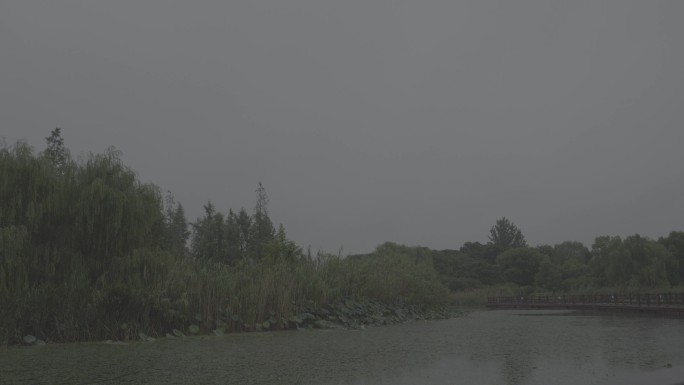 户外森林湿地下雨，6个场景，可调色，雨景