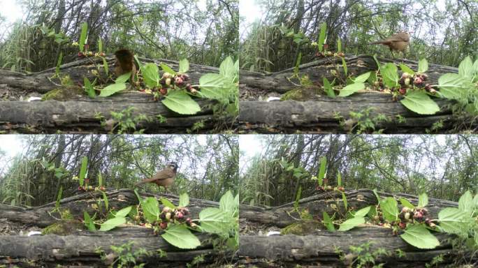红外线守猎相机镜头之下森林中的画眉