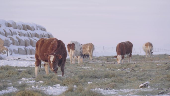4K雪地上的牛群 吃草