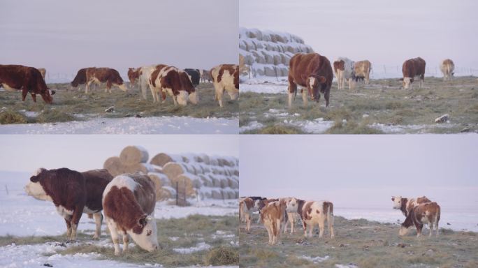 4K雪地上的牛群 吃草