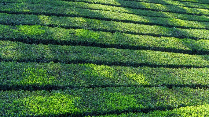 茶叶茶田茶山基地光影变化延时