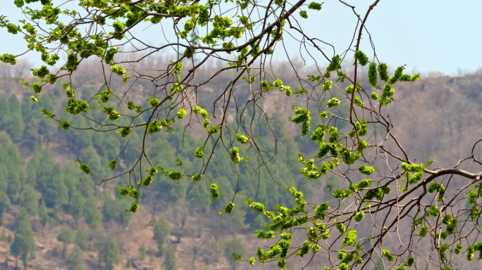 榆钱 榆树 山区